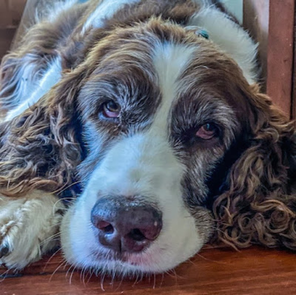 Meet your Posher, Wilson